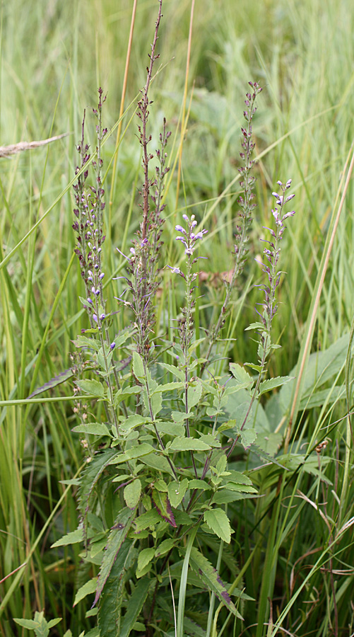 Image of Veronica longifolia specimen.