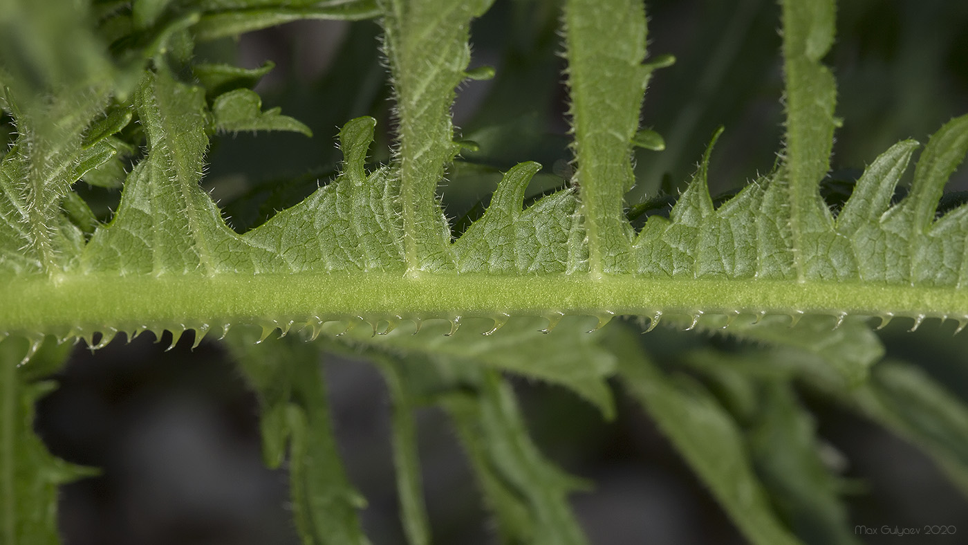 Изображение особи Dipsacus laciniatus.