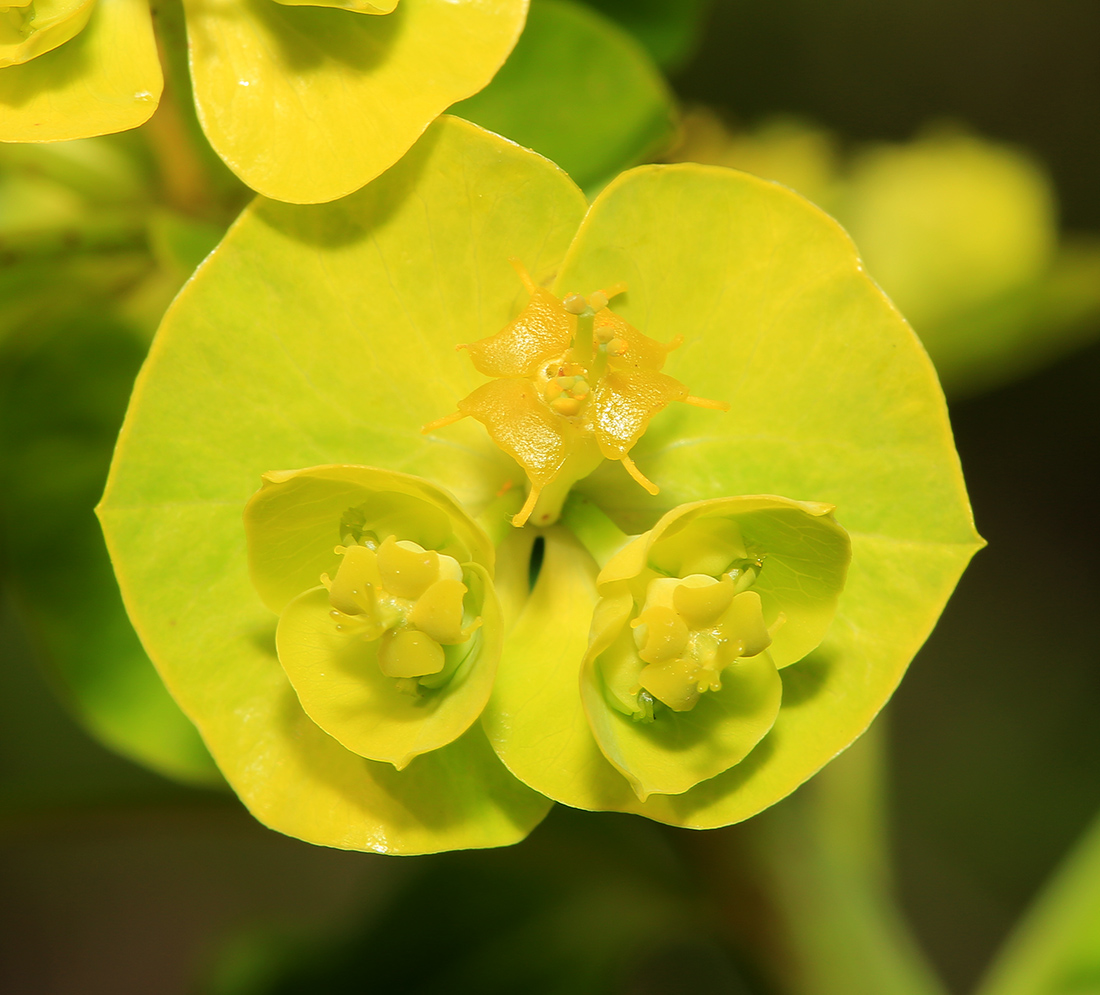 Image of Euphorbia lucida specimen.