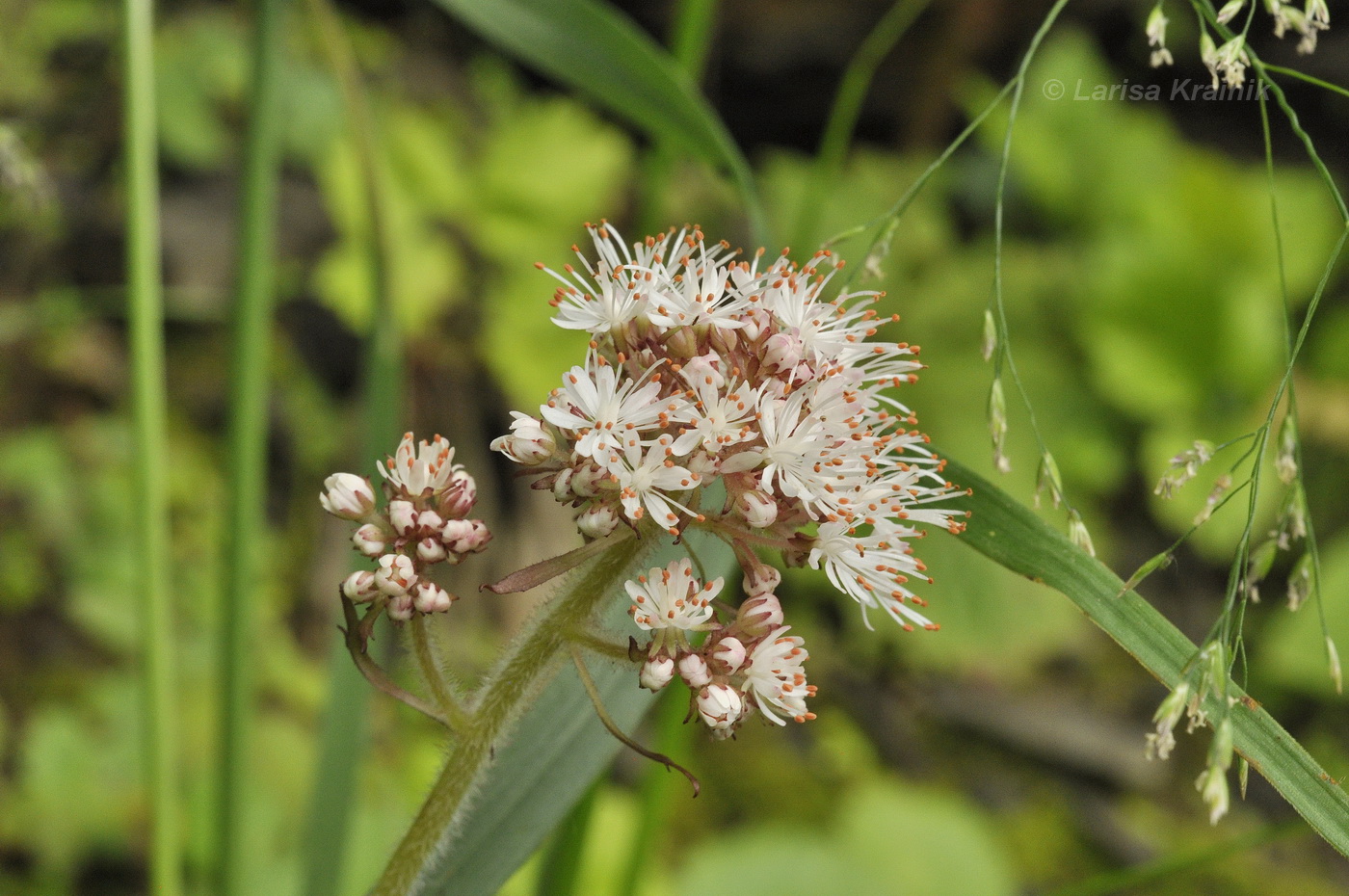 Изображение особи Micranthes manchuriensis.