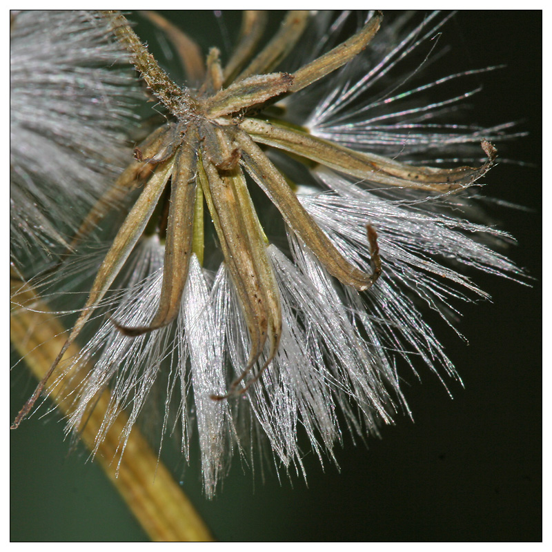 Изображение особи Crepis praemorsa.