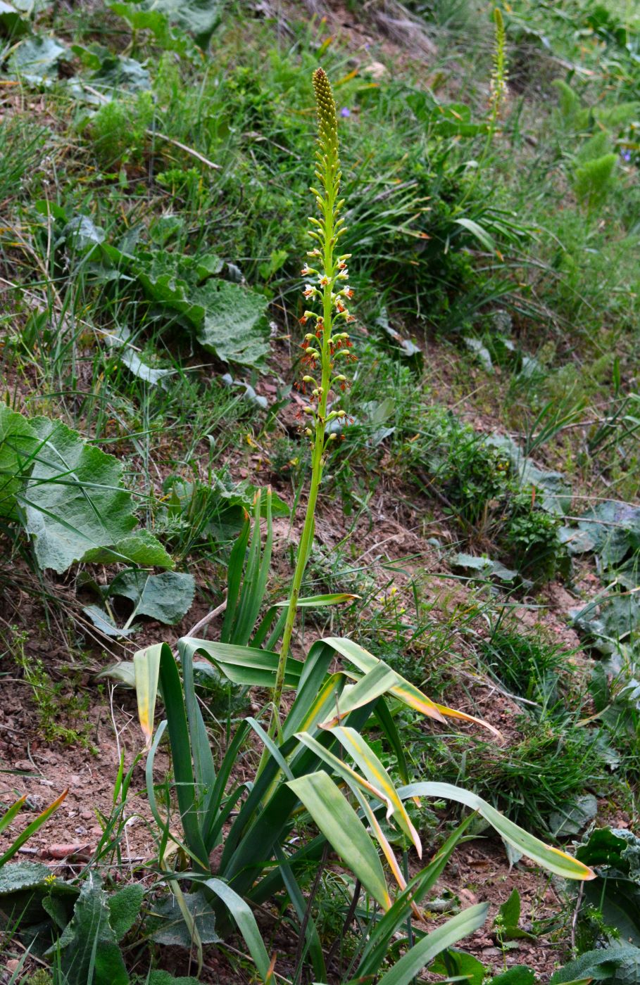 Изображение особи Eremurus turkestanicus.