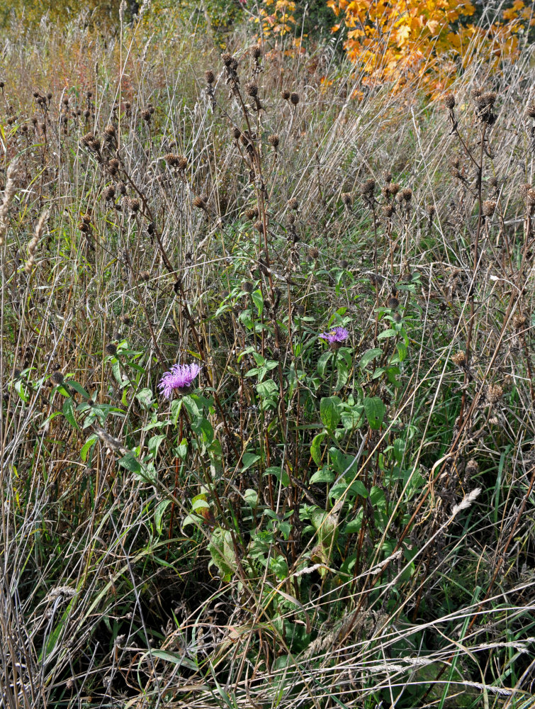 Image of Centaurea phrygia specimen.