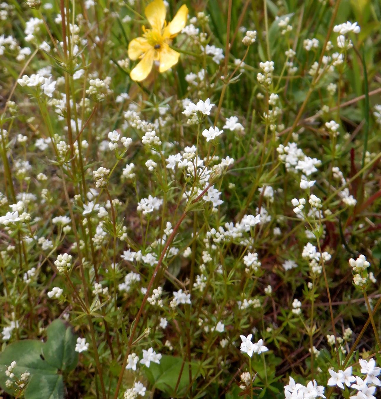 Изображение особи Galium uliginosum.