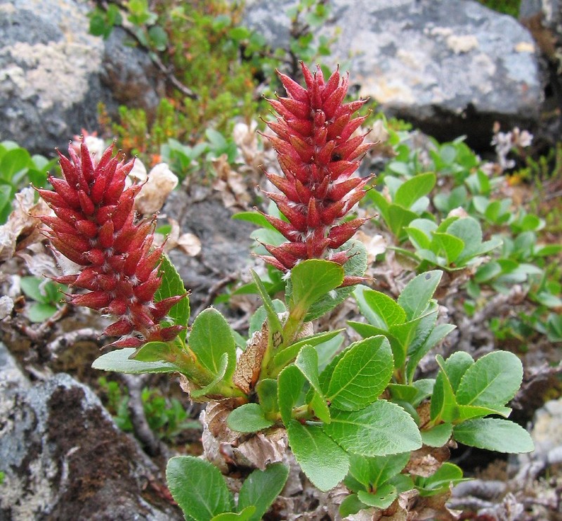 Image of Salix myrsinites specimen.