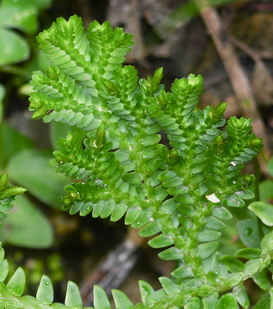 Image of genus Selaginella specimen.