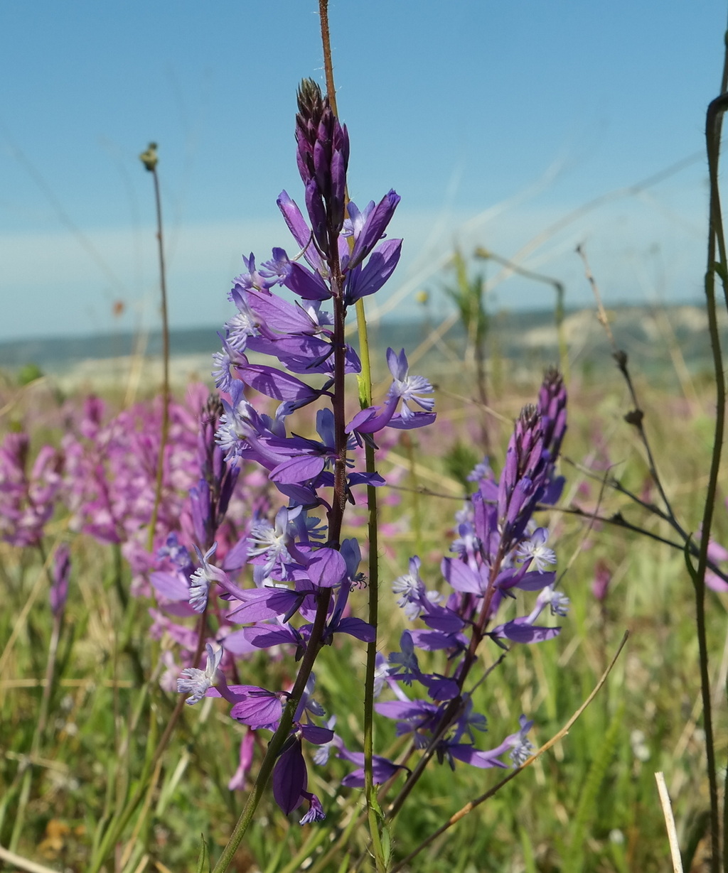 Изображение особи Polygala major.