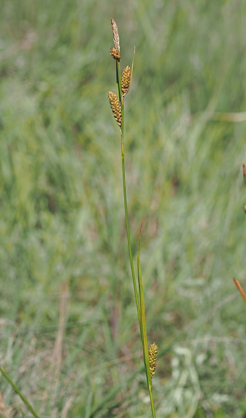 Image of Carex diluta specimen.