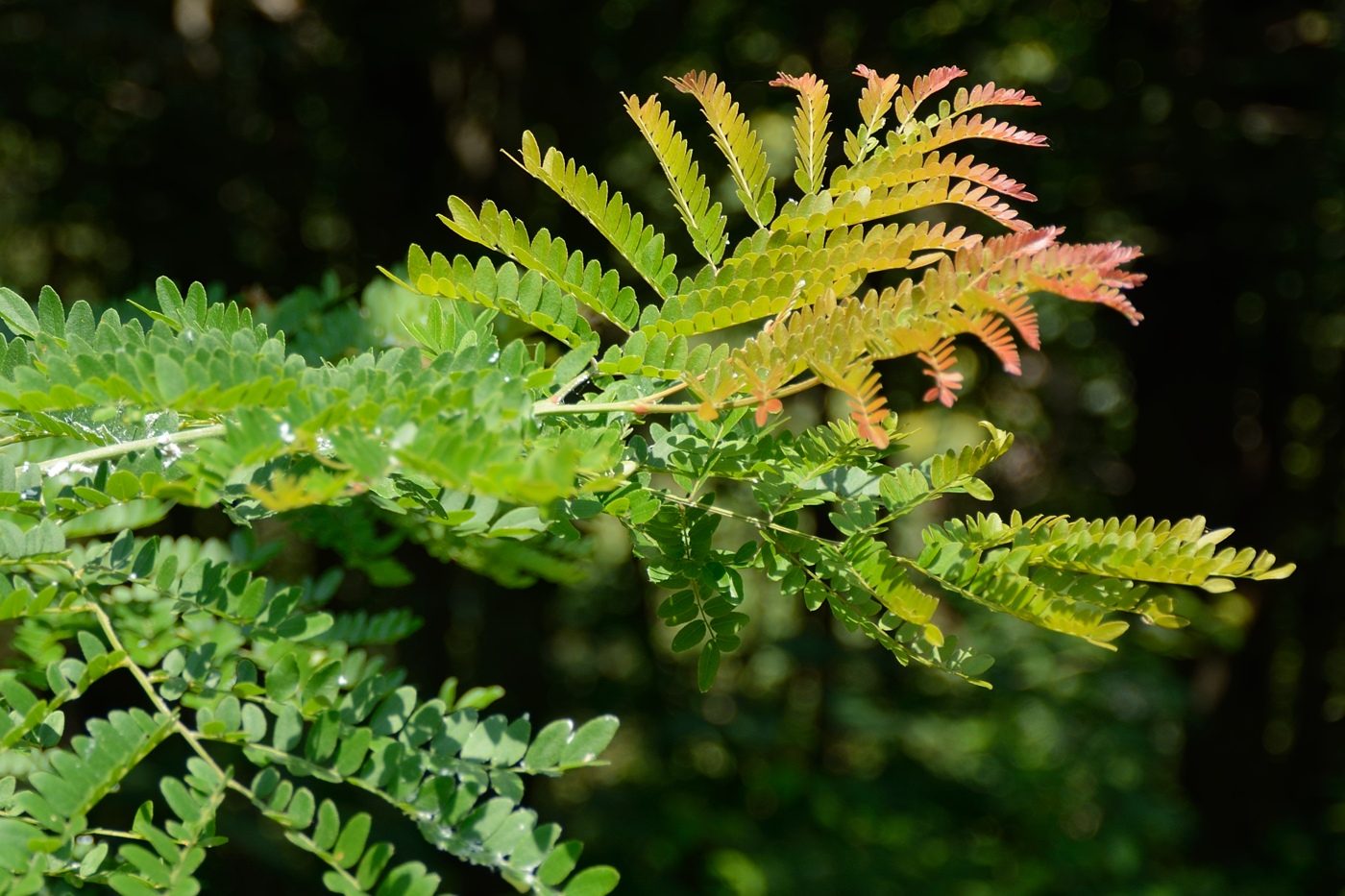 Изображение особи Gleditsia triacanthos.