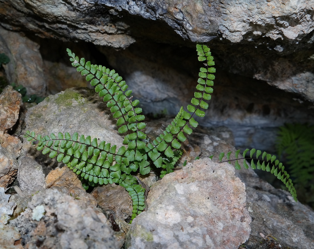 Изображение особи Asplenium trichomanes ssp. inexpectans.