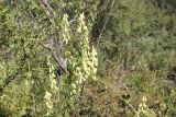 Aconitum barbatum