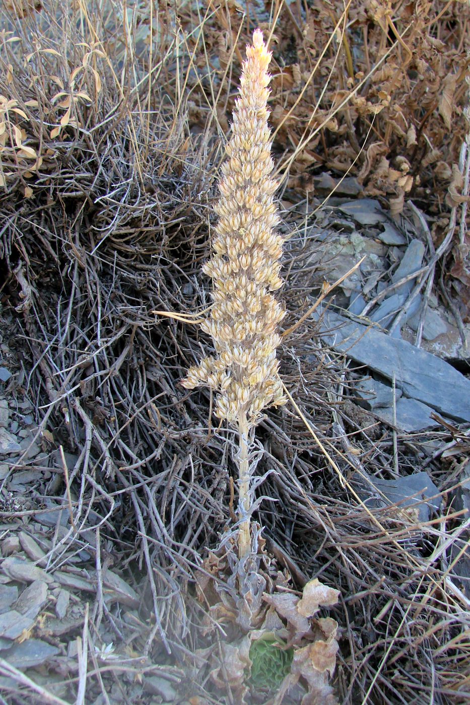 Image of Rosularia subspicata specimen.