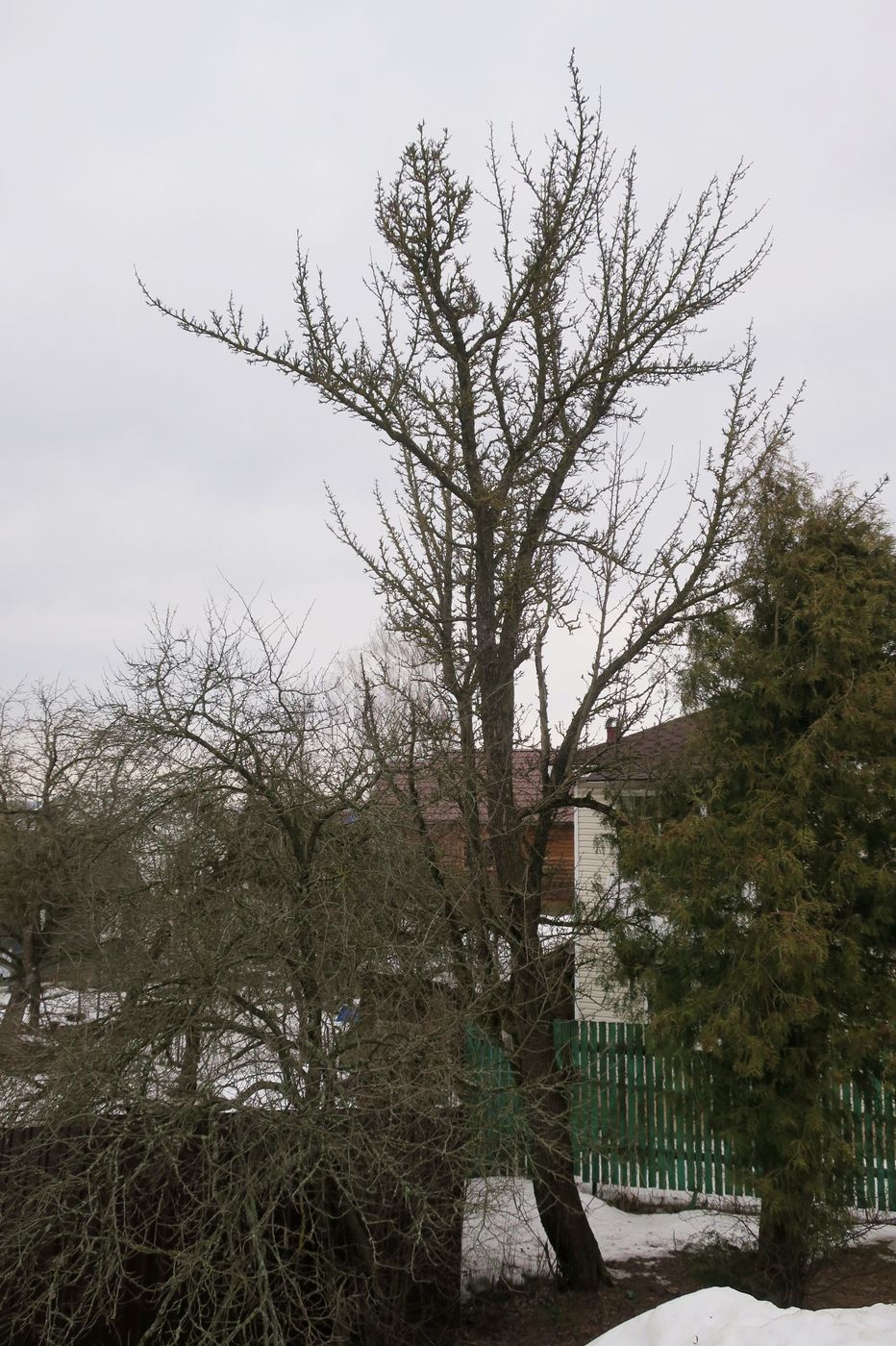 Image of Pyrus communis specimen.