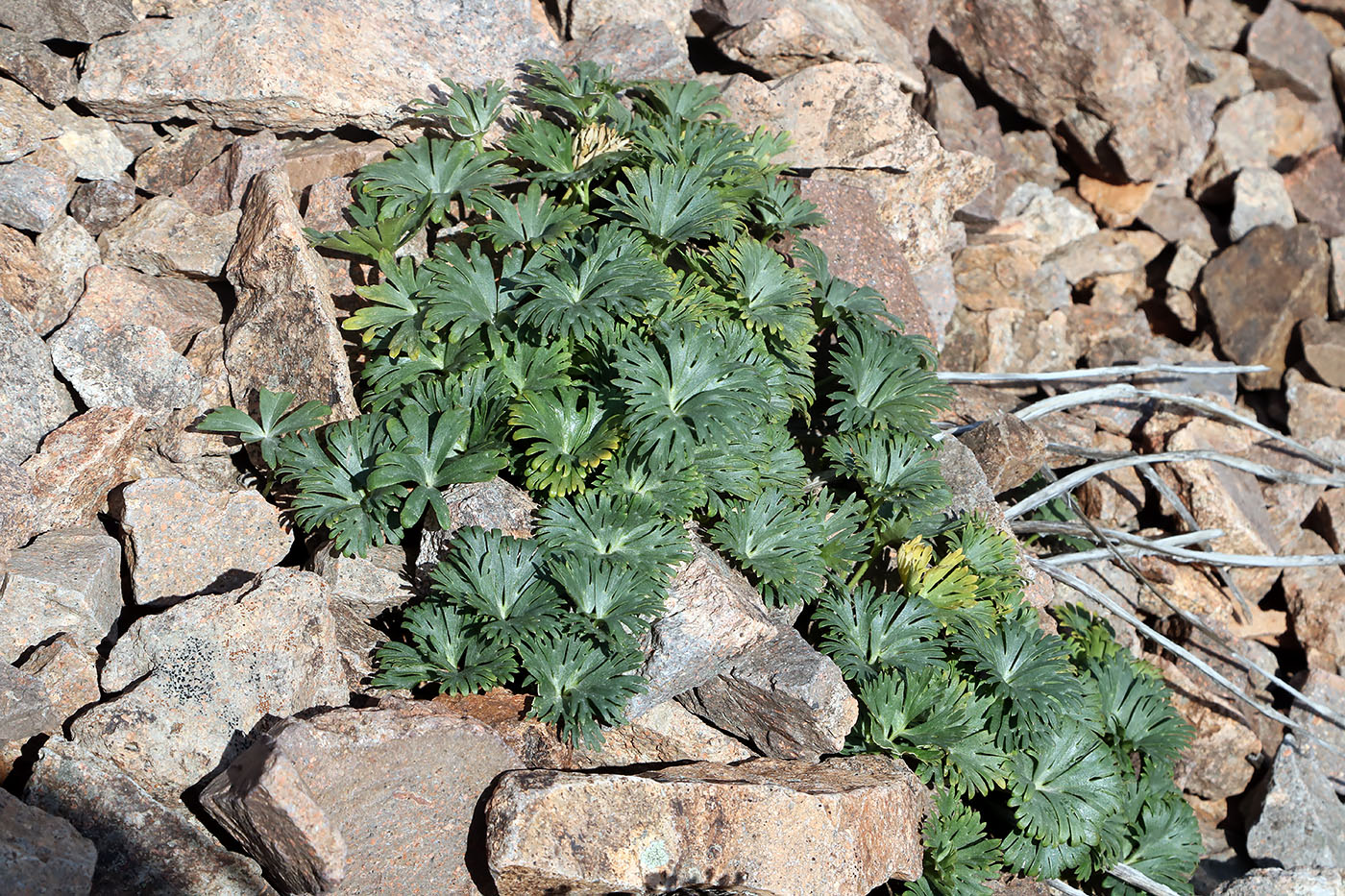 Image of Kamelinia tianschanica specimen.