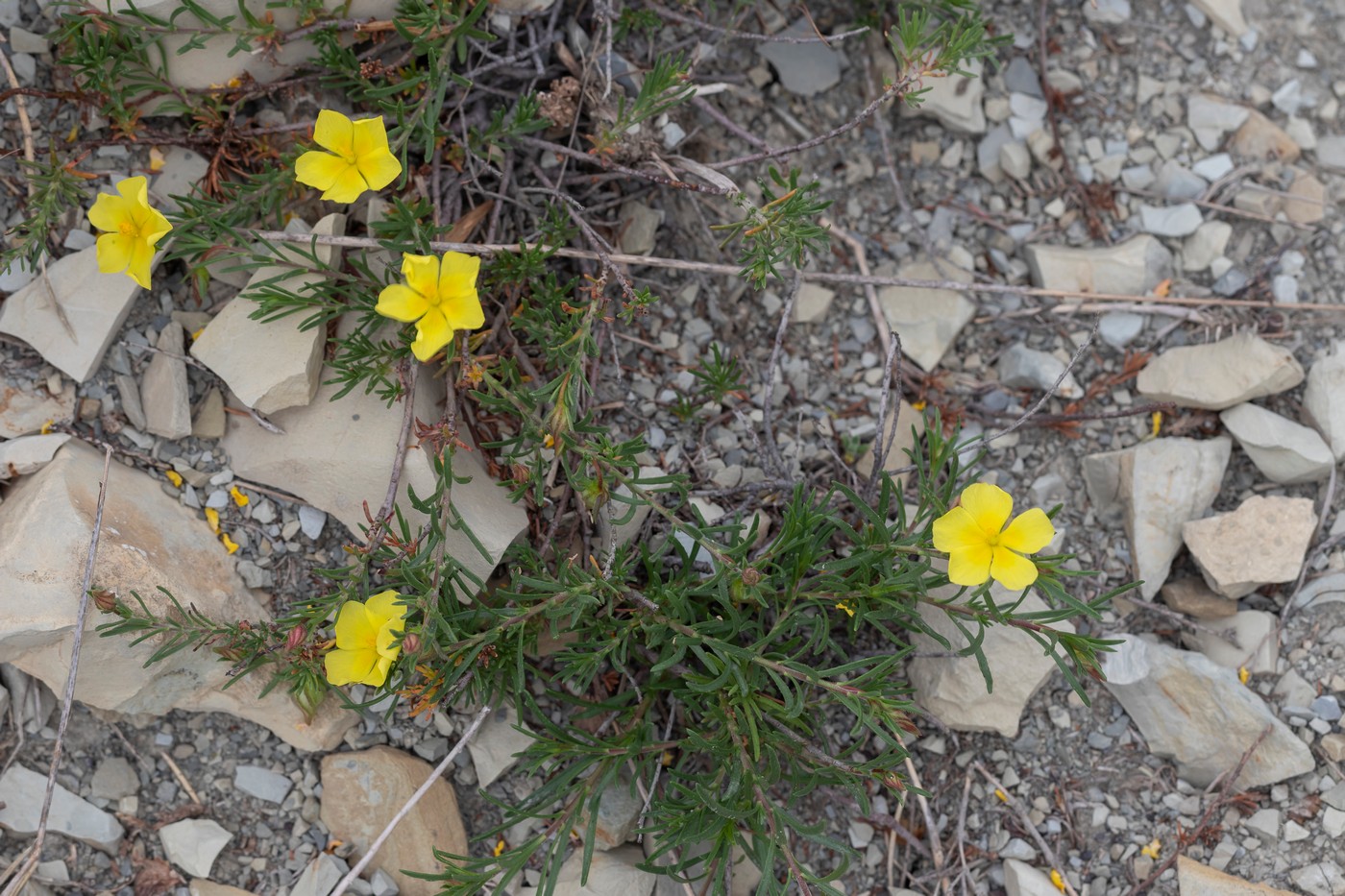 Изображение особи Fumana procumbens.