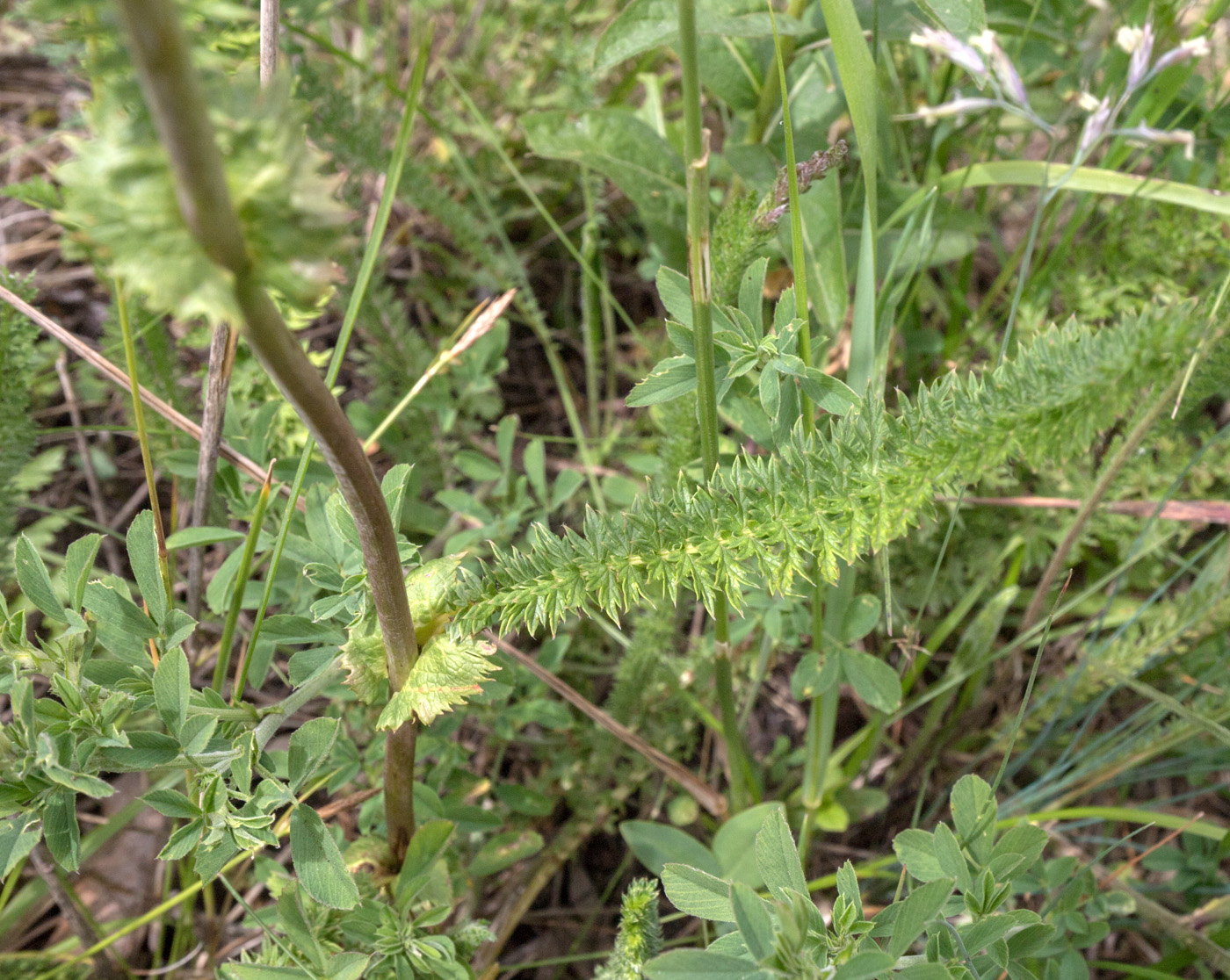 Image of Filipendula vulgaris specimen.