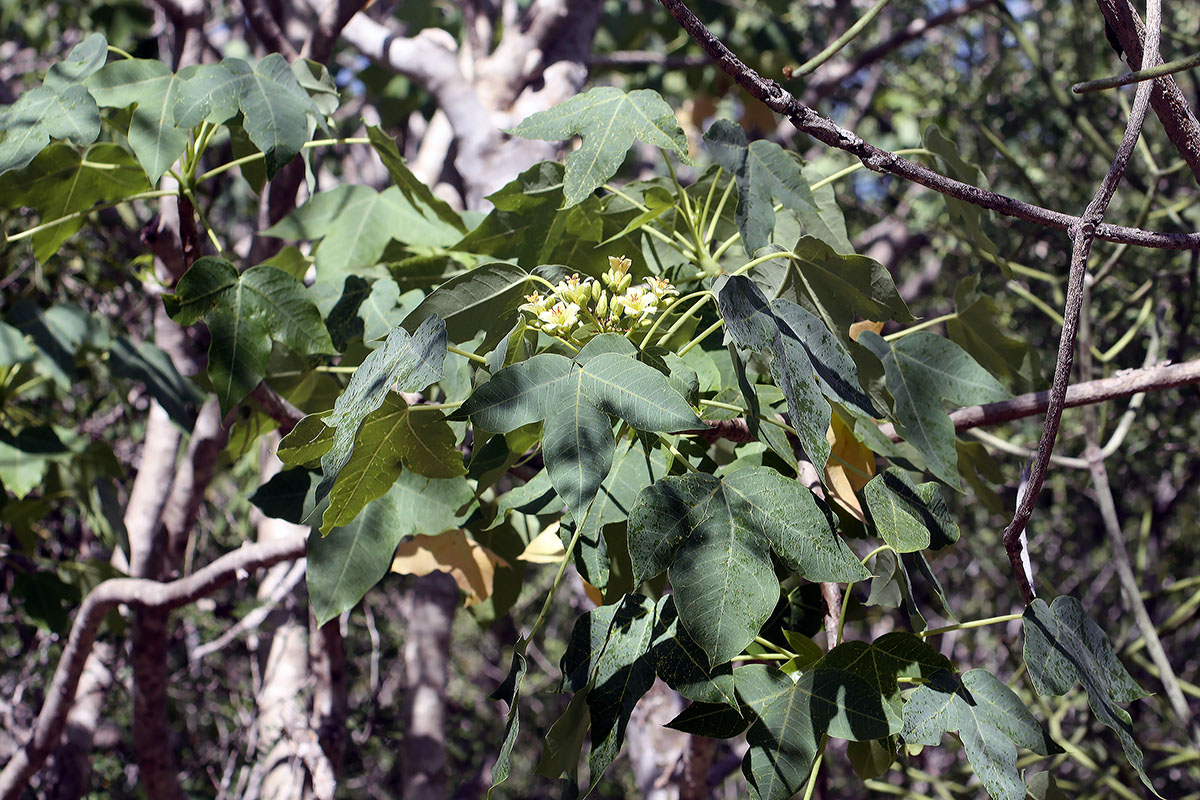 Image of familia Malvaceae specimen.