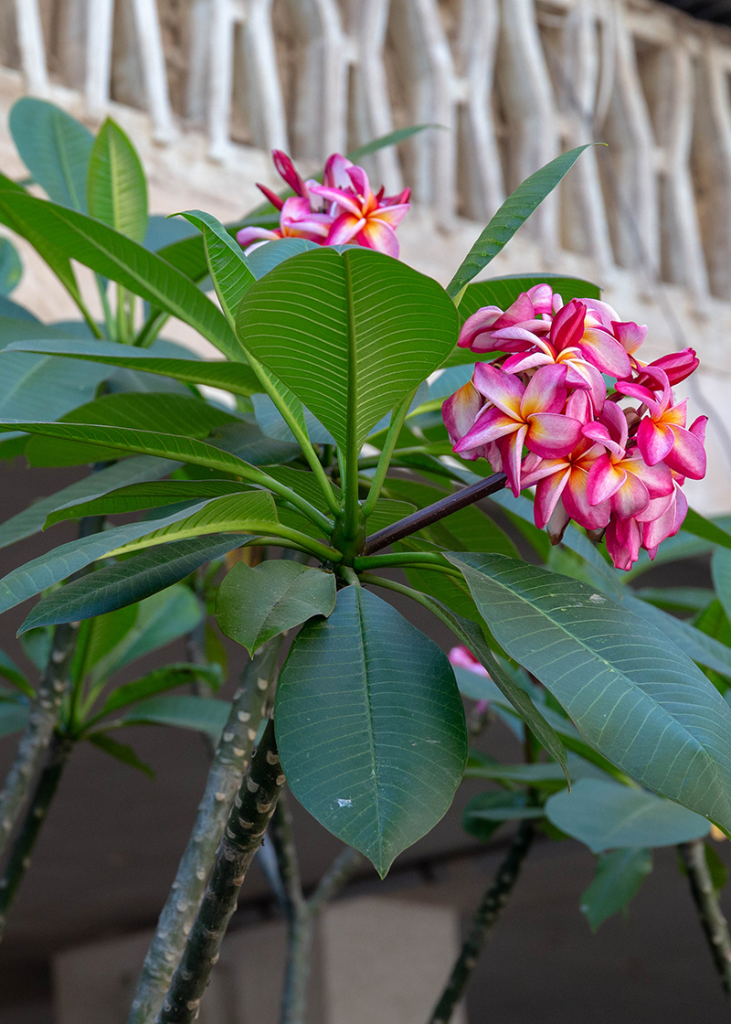 Изображение особи Plumeria rubra.