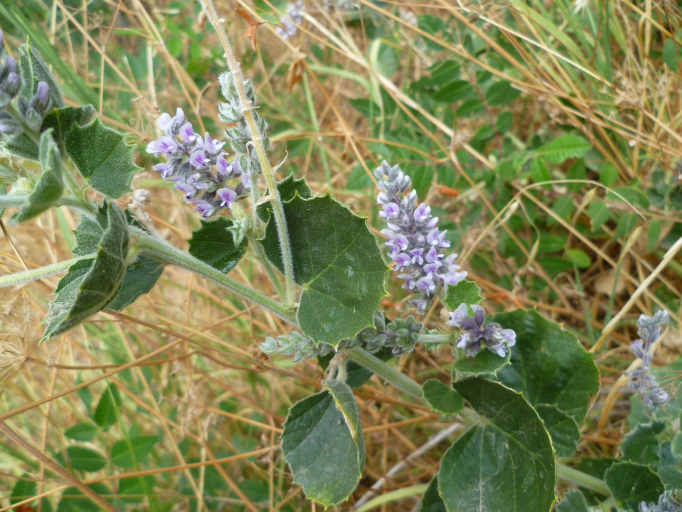 Изображение особи Psoralea drupacea.