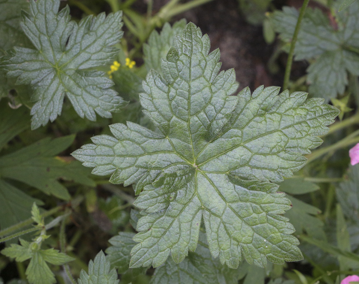 Image of Geranium gracile specimen.