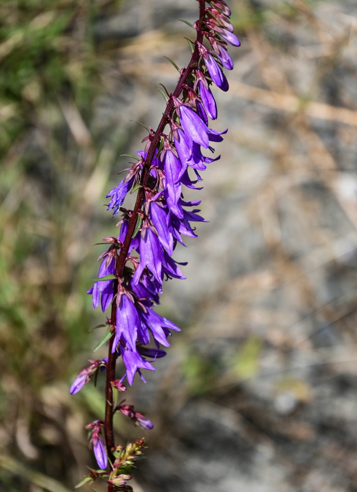 Image of Campanula rapunculoides specimen.