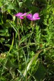 Смотреть изображение Dianthus caucaseus