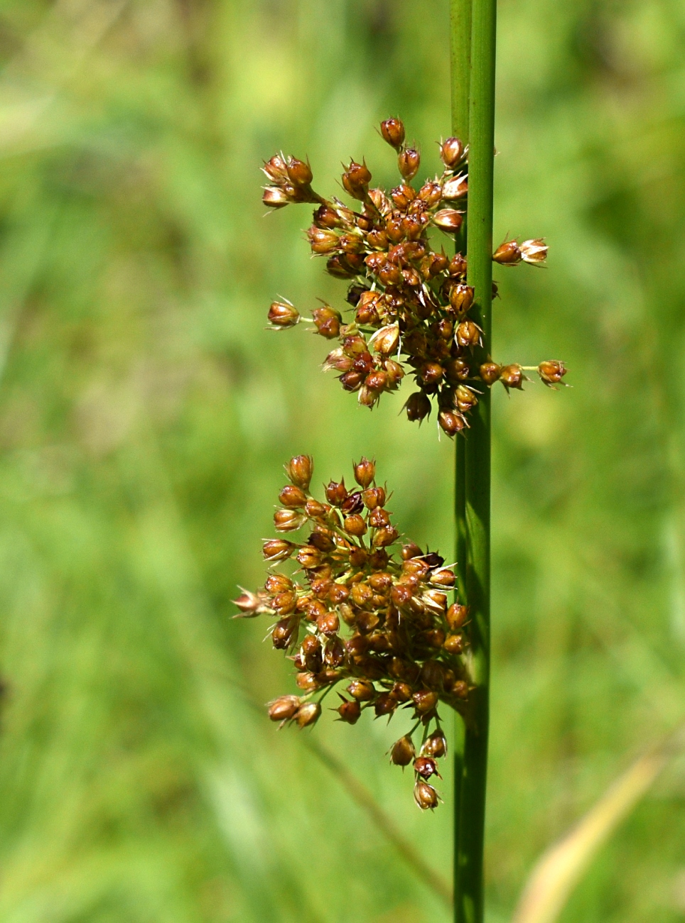 Изображение особи Juncus effusus.