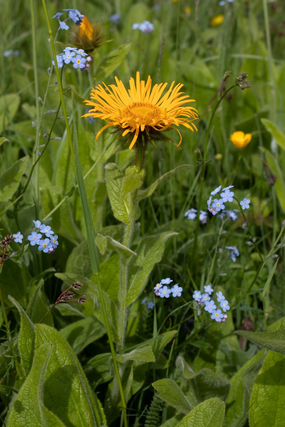 Изображение особи Inula orientalis.