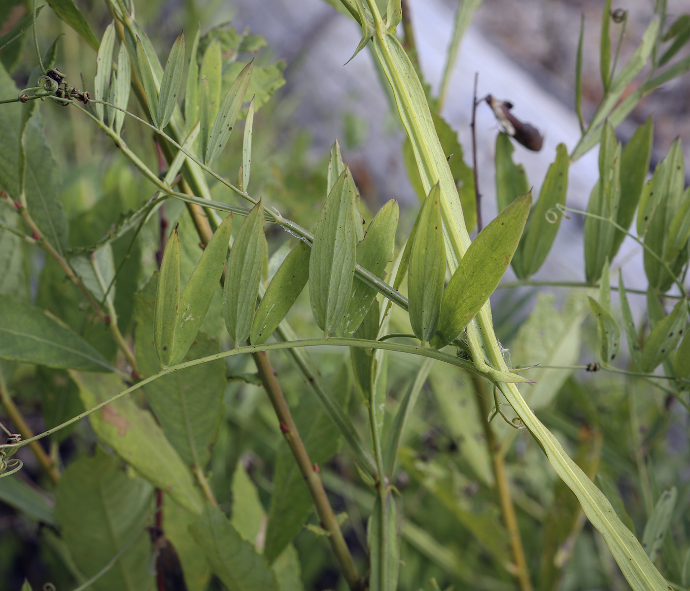 Image of Lathyrus palustris specimen.