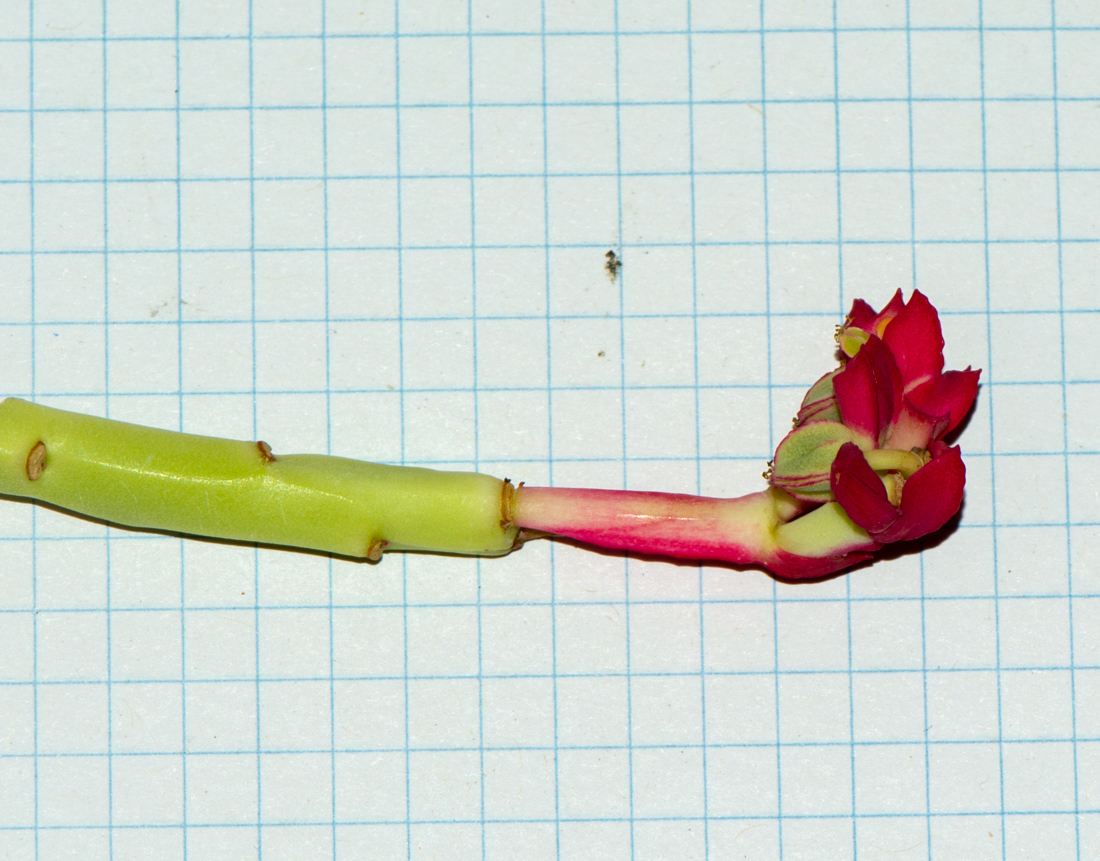 Image of Euphorbia neococcinea specimen.