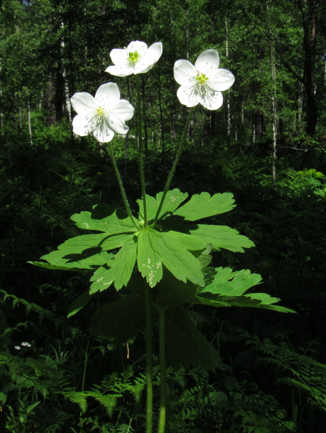 Image of Anemone baicalensis ssp. kebeshensis var. titenkinii specimen.