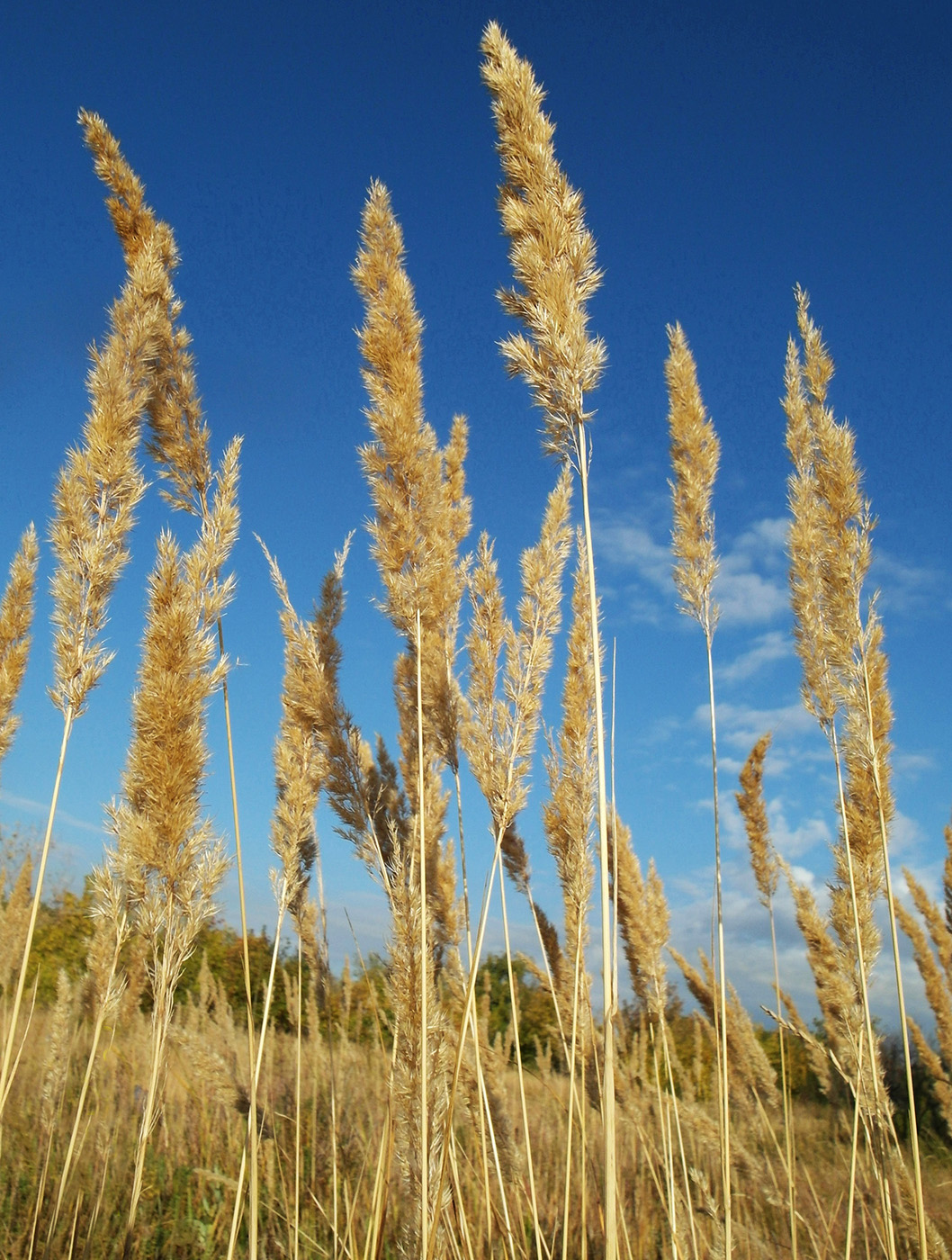 Image of Calamagrostis epigeios specimen.