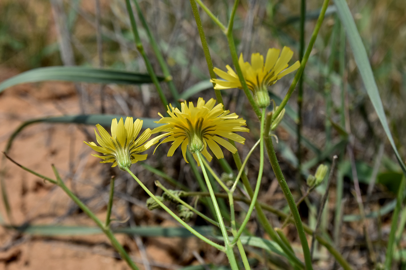 Image of Lagoseris obovata specimen.