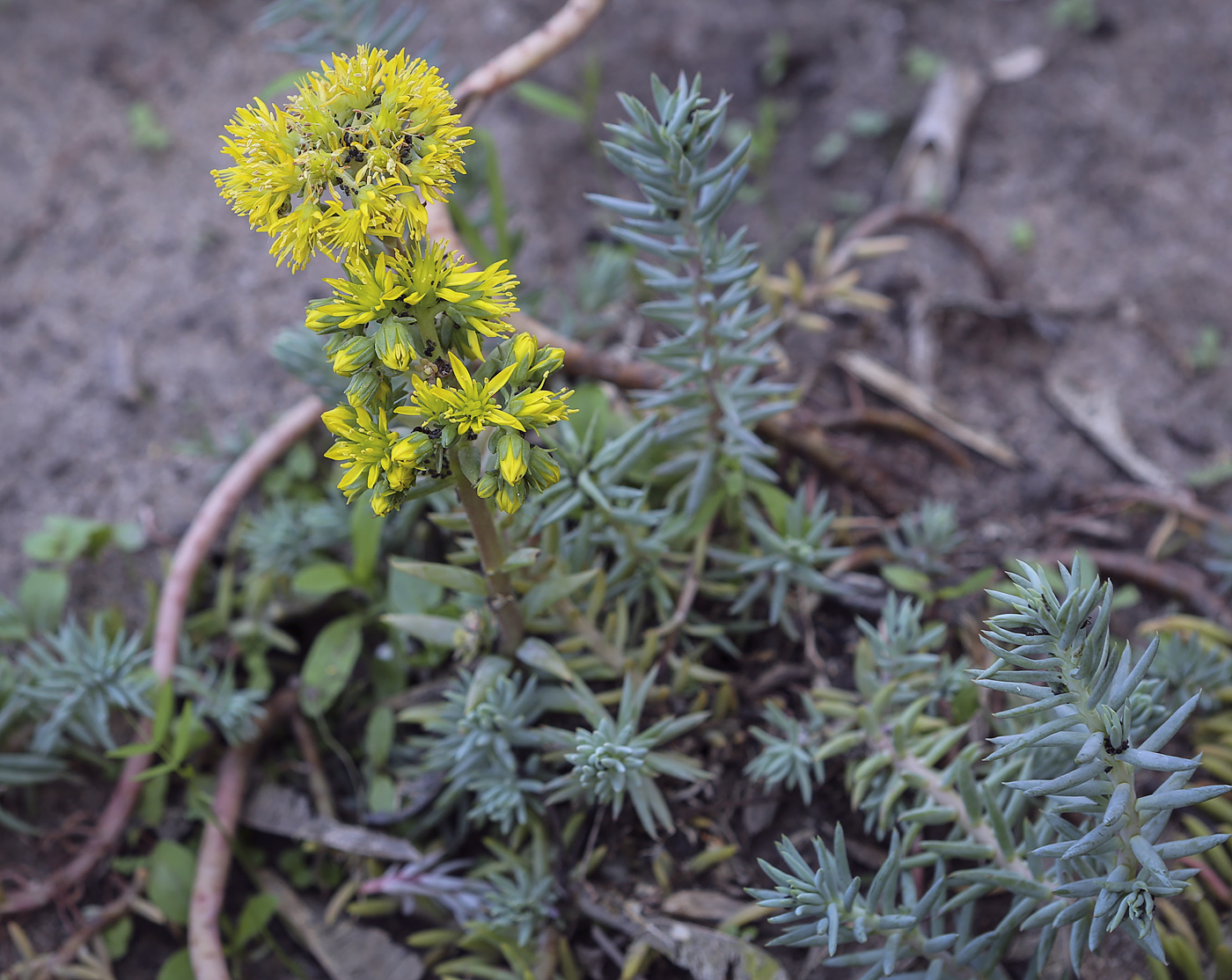 Изображение особи Sedum reflexum.