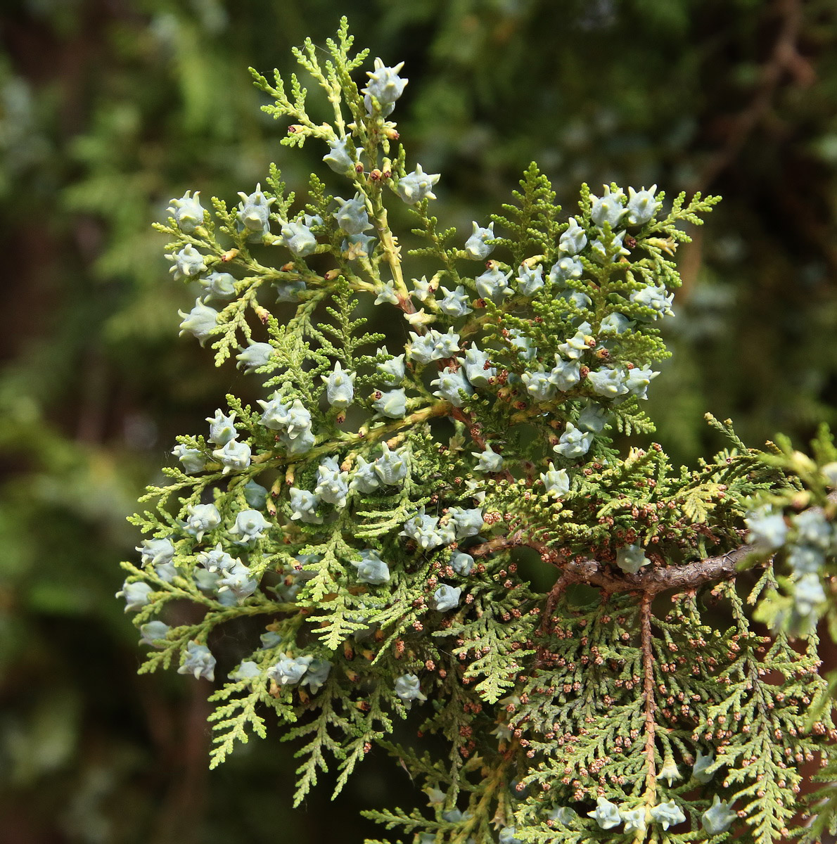 Image of Platycladus orientalis specimen.