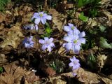 Hepatica nobilis. Цветущее растение. Санкт-Петербург, Дудергофские высоты, широколиственный лес. 26.04.2023.