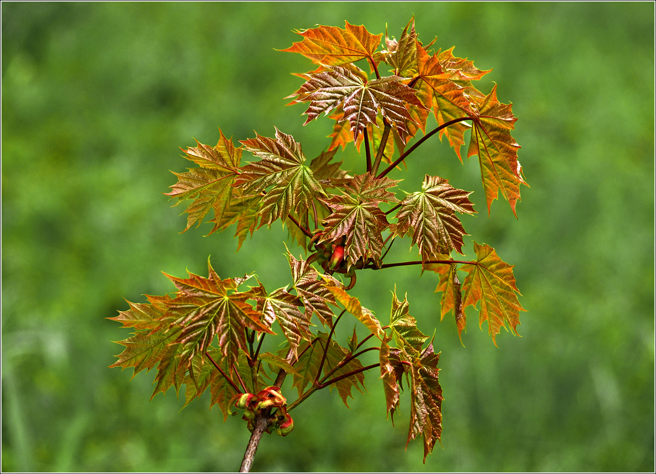 Image of Acer platanoides specimen.