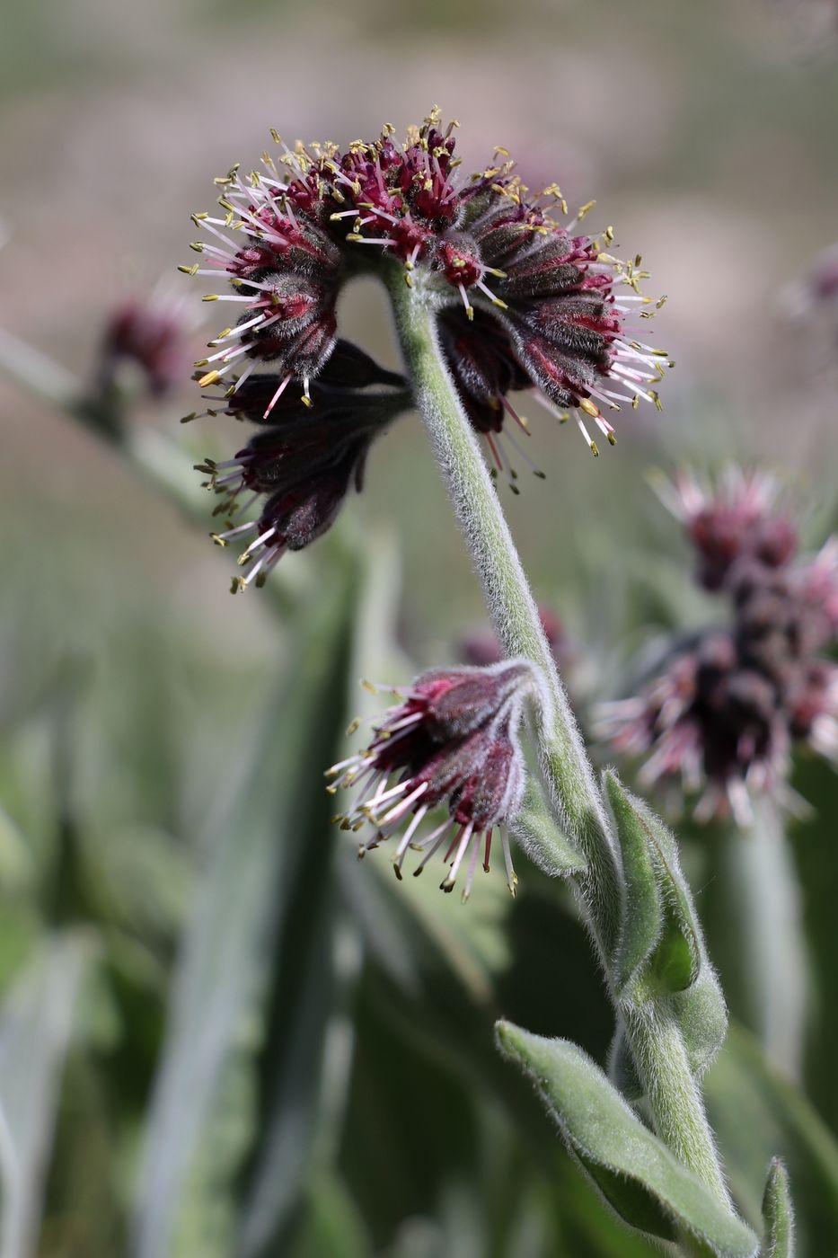 Image of Solenanthus karateginus specimen.