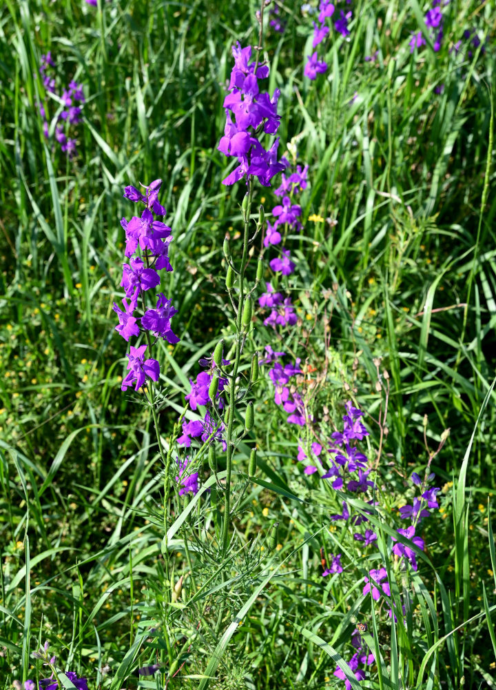 Image of Delphinium hispanicum specimen.