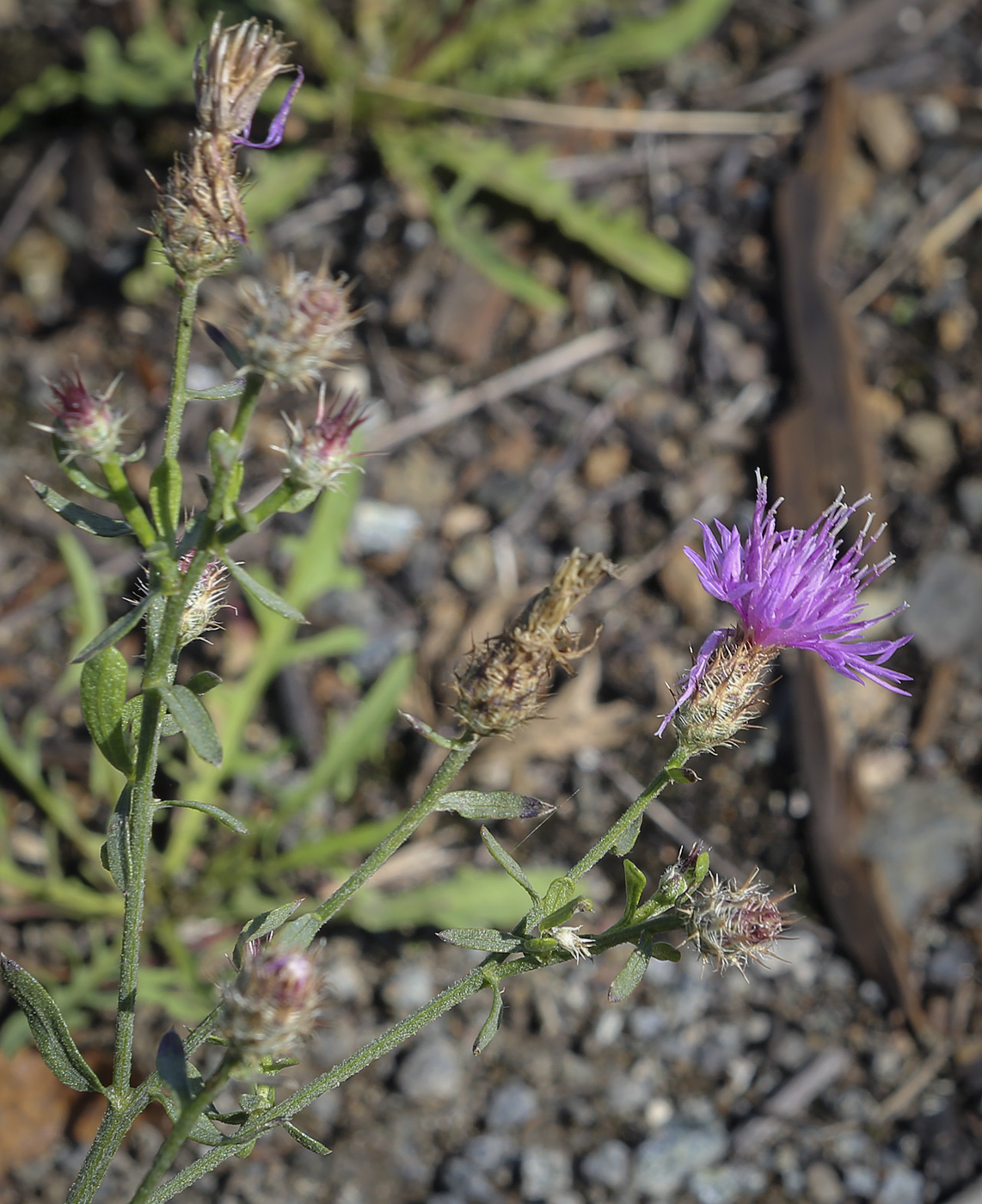 Image of Centaurea diffusa specimen.