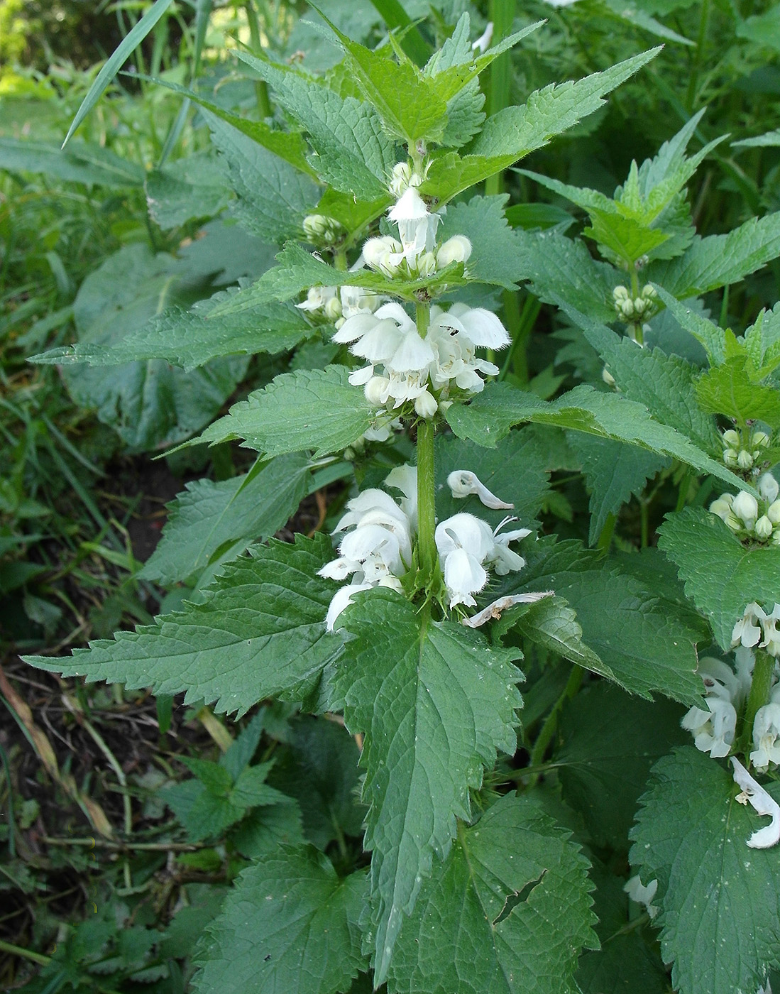 Image of Lamium album specimen.