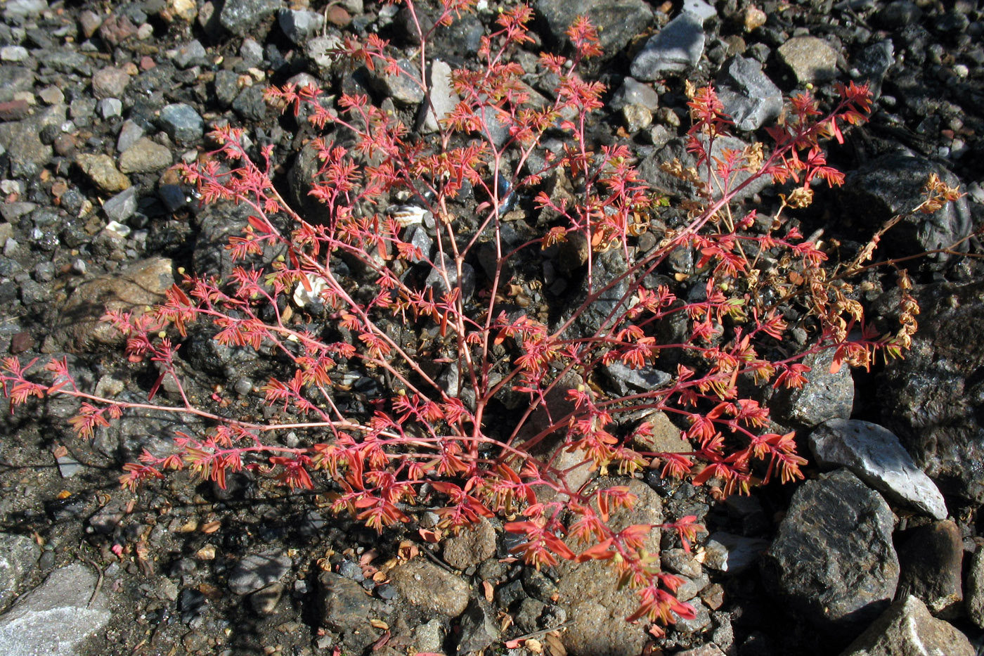 Image of Euphorbia glyptosperma specimen.