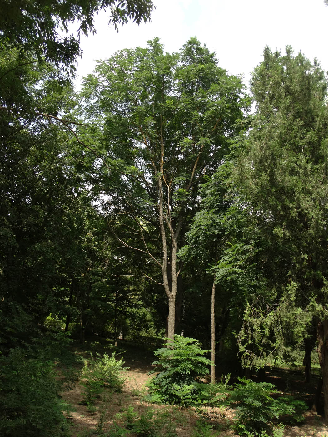 Изображение особи Gymnocladus dioicus.