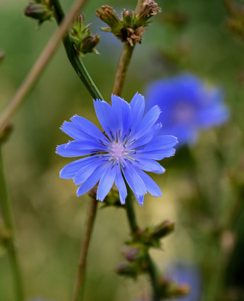 Image of Cichorium intybus specimen.