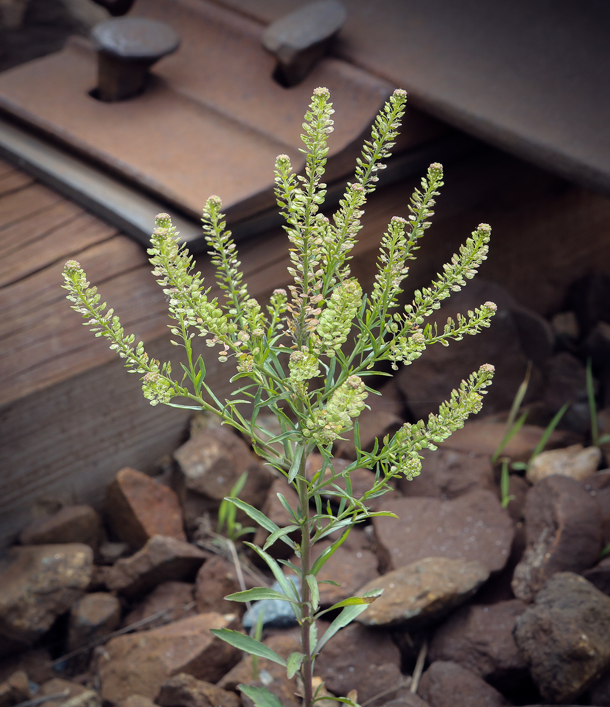 Image of Lepidium densiflorum specimen.