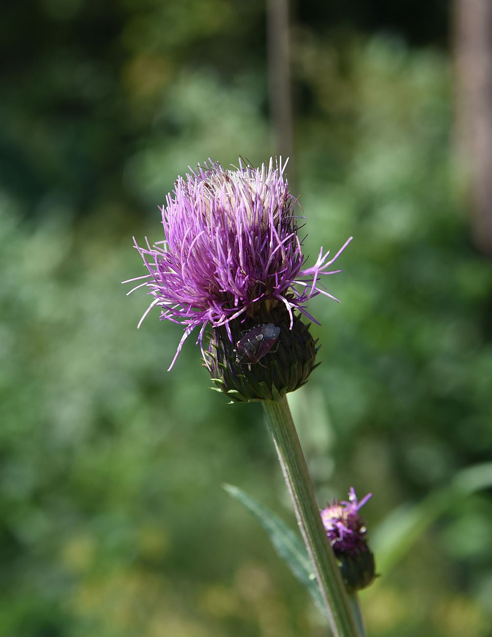 Изображение особи Cirsium heterophyllum.