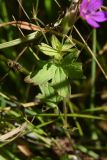 Geranium palustre. Лист. Калужская обл., Спас-Деменский р-н, окр. Малого Игнатовского болота близ истока р. Вдовчанка, слегка заболоченный луг. 10 сентября 2022 г.