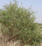 Populus euphratica