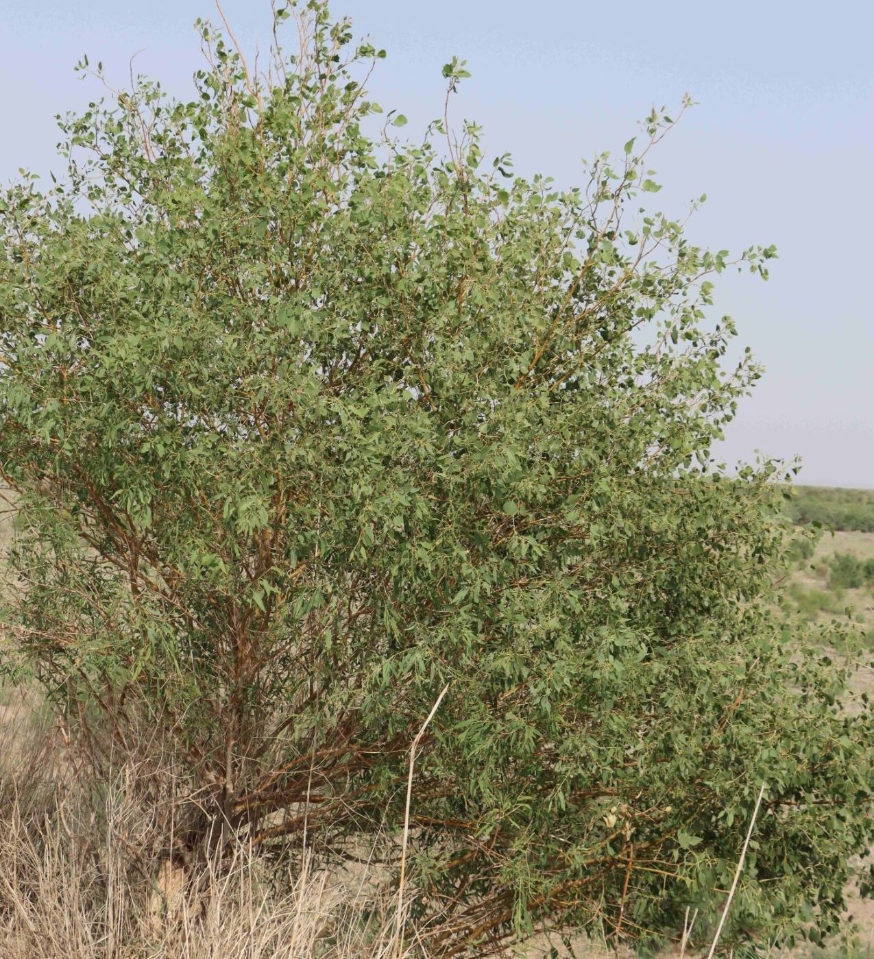 Изображение особи Populus euphratica.