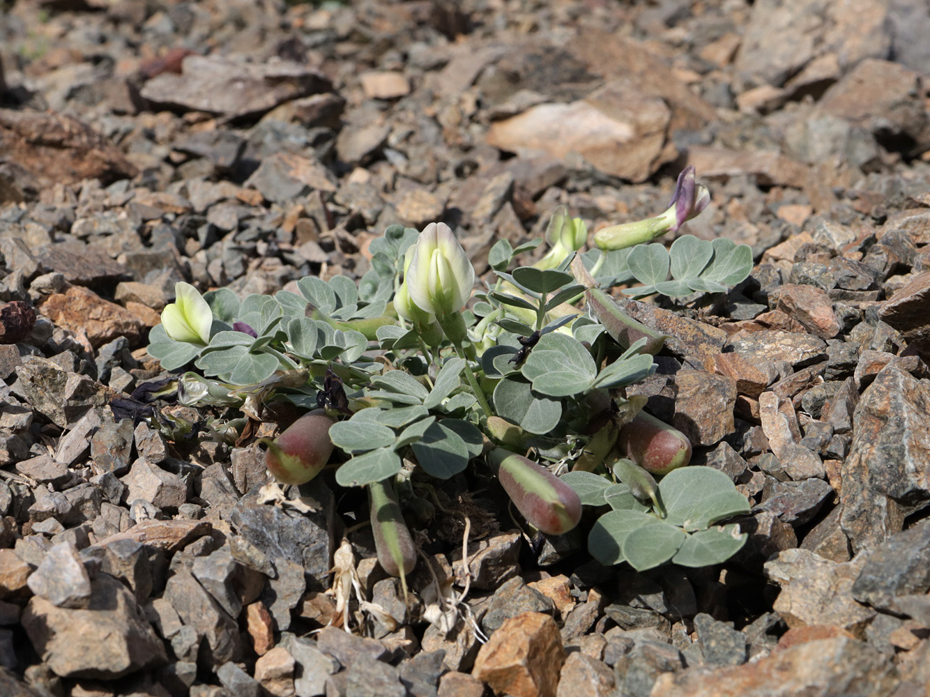 Image of Chesneya dshungarica specimen.